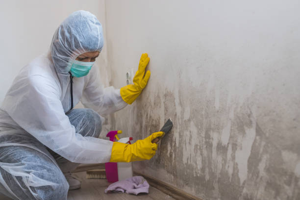 Best Post-Remediation Services in Porters Neck, NC