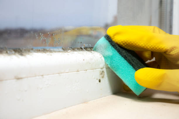 Best Commercial Mold Remediation in Porters Neck, NC