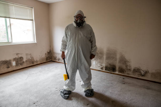 Best White Mold Remediation in Porters Neck, NC