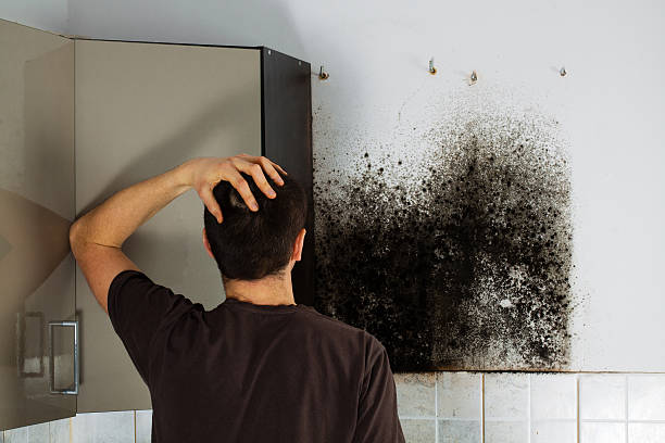 Best Post-Flood Mold Remediation in Porters Neck, NC